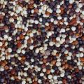 Quinoa in den Medien - ein Abriss - Teil II