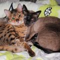 Loki und Nero