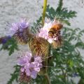 Garten Ende Dezember '15