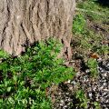 Sommerkräuter im Süden - Teil 1