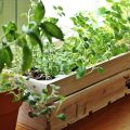 so legst du einen Kräutergarten in der Küche an