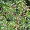 Mein Pfirsichbaum
