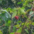 Marmeladen...