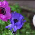{Samstagskaffee}: Mit Anemonen und lieben[...]