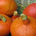 Rund - orange - vielfältig: Kürbiswoche bei[...]