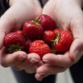 unsere ersten eigenen Erdbeeren