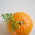 Fennel meets Blood Orange