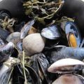 Miesmuscheln und Venusmuscheln mit Estragon