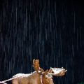 Rudolf ist ein Elch! Und er hat knusprige[...]