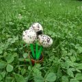 Oreo Peanut Cake Pops