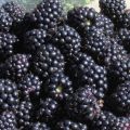 Apfel-Brombeer-Likör