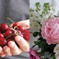 cherry-berry-bomb and lovely flowers