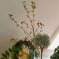 Den Garten ins Haus geholt