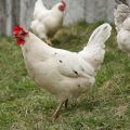 WISSENSWERTES | Glückliche Hühner und gute Eier