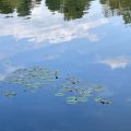 Der Sommer daheim