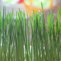 gras ist doch nur für die kuh...