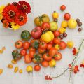 Tomaten-Shooting: Bevor die Schönheit dem Dip[...]