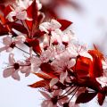 Was für eine Blumenpracht!