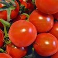 Gemüse-Info: Tomaten und ein herzhaftes Rezept[...]