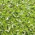 Olivenernte in Bildern Teil 2 - Von der Olive[...]