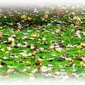 Herbstkompott  und ein paar andere Kleinigkeiten