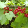 Getränk o.A.: Johannisbeeren - Bananen -[...]