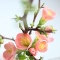 Quittenblüte in Aprikot