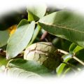 Walnussöl - Apfel Küchlein