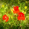 Bald kommt der Sommer