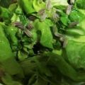 Grüner Salat mit Zitronen-Löwenzahn-Dressing[...]