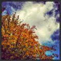 Herbstspecial zum #halloherbst13