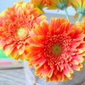 Mit Gerbera und Gaby`s Milchschnitte ins[...]