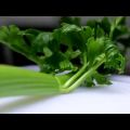 Fenchel Rucola Salat