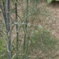 Kräuter und Gewürze der Welt: Fechel