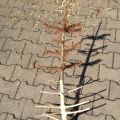 Ex Christsbaum