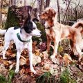 Kochen für Hunde - weiter geht's