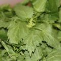 Grüne Rezepte: Brennessel-Pesto und[...]