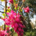 Obstblüte