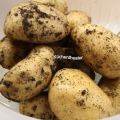 Eigene Kartoffeln