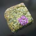 Wildkräuter-Frittata mit Ricotta aus dem Ofen