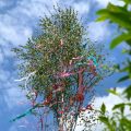 May Poles in Bonn (Germany) & Springtime Quiche