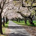 Kirschblüte im September :) / Cherry Blossom in[...]