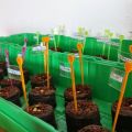 Start ins Gartenjahr