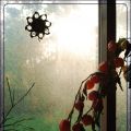 Novembergarten und Tomaten im November!