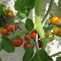 Garten Ende Juli '15