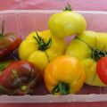 Die ersten reifen Tomaten 2014