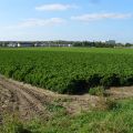 Stadt - Land - Lush