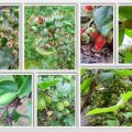 Garten Ende Mai '15