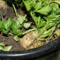 Selleriesuppe und Sojaeintopf