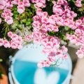 Gartenimpressionen Ende August ♥